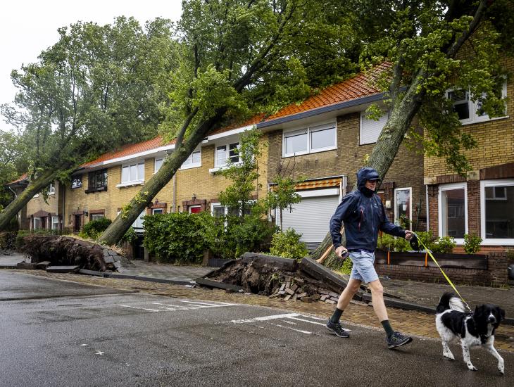 In Haarlem zijn ontwortelde bomen op de daken van huizen gevallen. 