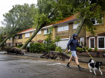 In Haarlem zijn ontwortelde bomen op de daken van huizen gevallen. 